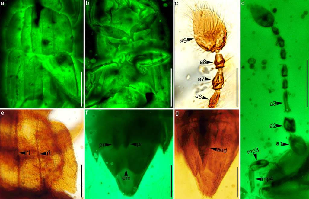 ϸa, b⹲۽΢d, fӫ΢c, e, g΢