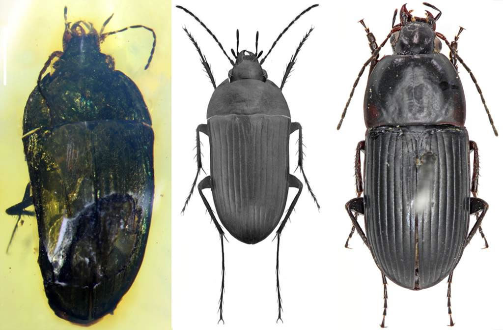 Ѳ״Ѳף󣩣Ѳ׸ԭͼУѲףң