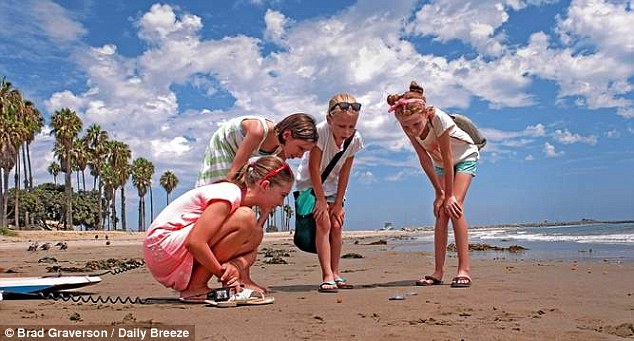 美国西海岸海滩大量神秘生物来袭