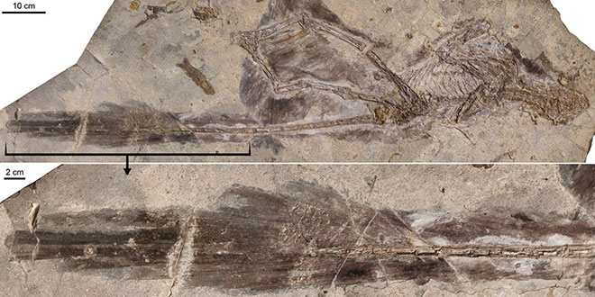 辽宁发现新的有羽毛恐龙化石“杨氏长羽盗龙”