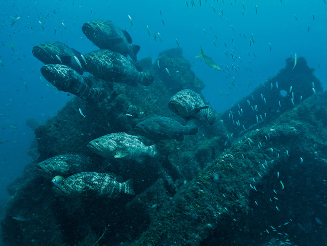 佛罗里达的朱匹特附近,伊氏石斑鱼悬浮在名为「锡安列车」的人工礁石上方的强劲海流中。这种鱼会以几十条甚至几百条的规模聚集在沉船或礁石附近准备产卵。这种行为在每年8