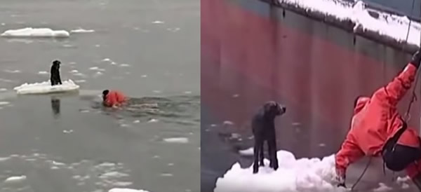 水手不顾危险,下水救出被困浮冰的小狗,把它拉上船。