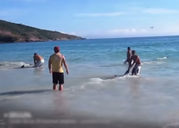 多名巴西人齐救搁浅海豚