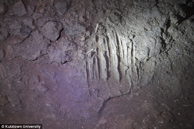 出土洞熊化石的放射性碳测量表明这些早期人类足迹距今36500年前。这是洞熊化石在洞穴的墙壁上。