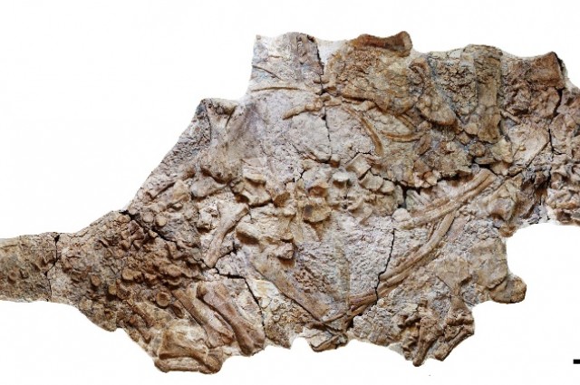 中国辽西早白垩世一新的大型甲龙类——朝阳传奇龙(Chuanqilong chaoyangensis)