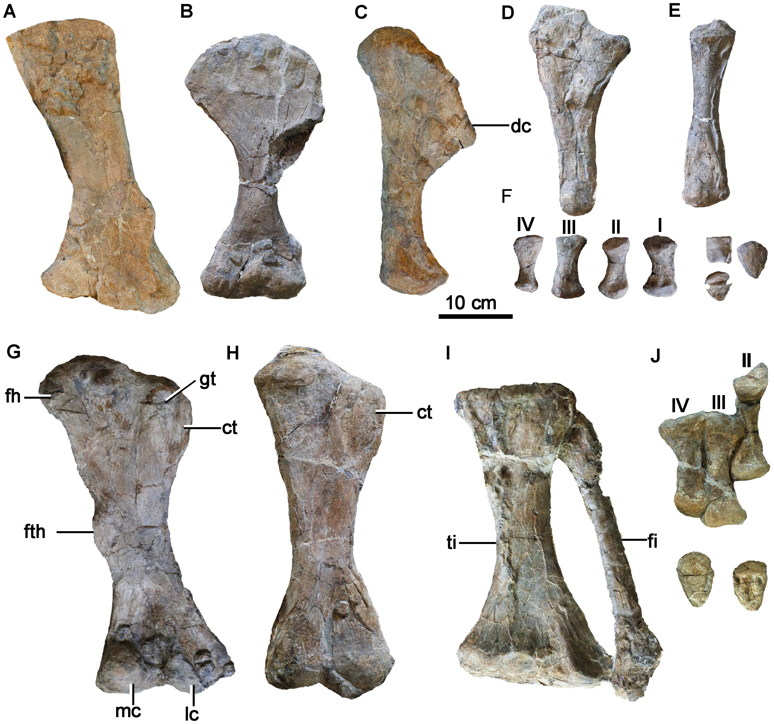 中国辽西早白垩世一新的大型甲龙类——朝阳传奇龙(Chuanqilong chaoyangensis)