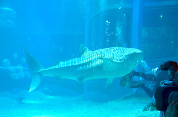 日本大阪市水族馆“海游馆”迎来高知县的鲸鲨