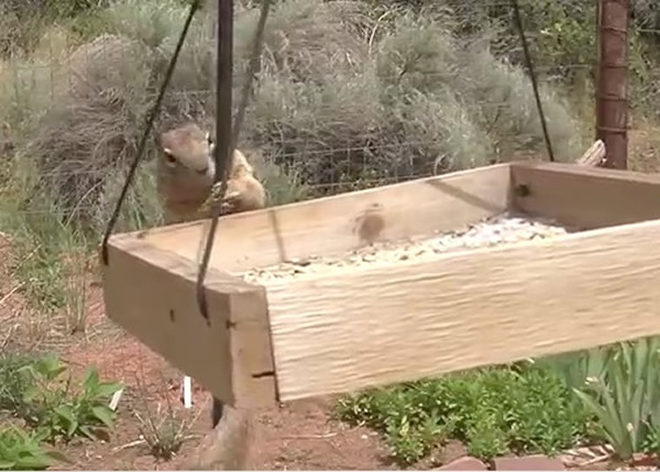 ��Ϊ���Ͷ�ŵ�ʳ�ﳣ������ֻ����Ե���