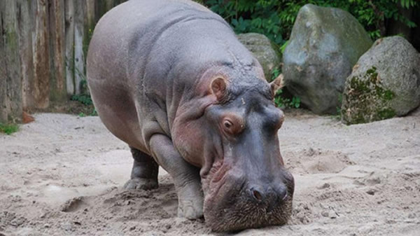 ����39������Ժ������˶���Maikel���Ѿ��ڷ����˸�����԰�������