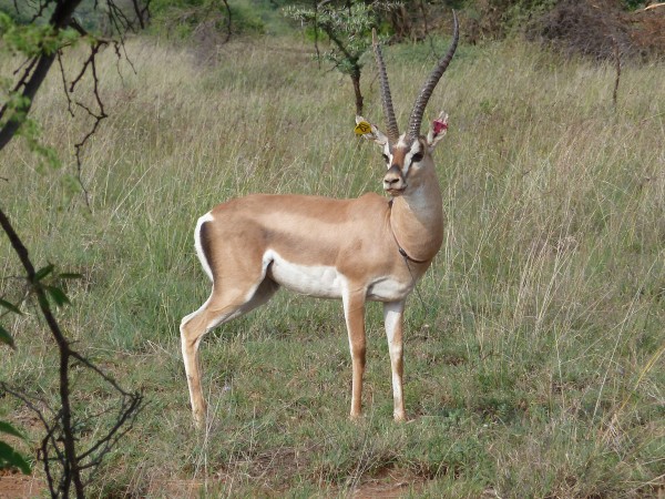 肠道寄生虫影响雄性瞪羚的地位