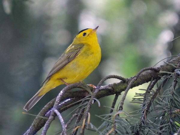 ��ë�ϵ�DNA�ṩ��������Ǩ���������