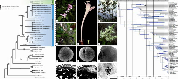 ��ݿ�ֲ���ľ�����о����