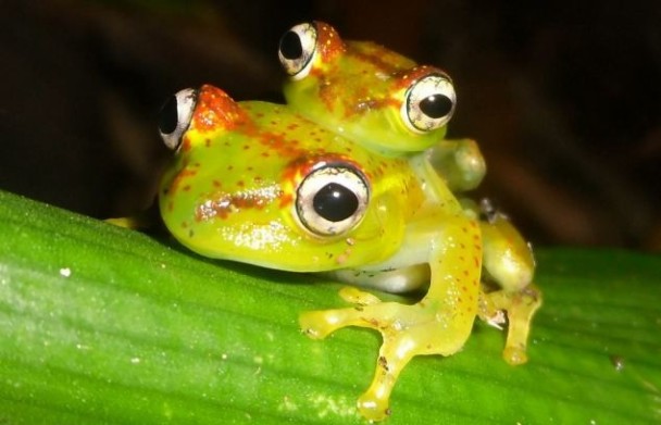 新树蛙命名为Boophis ankarafensis