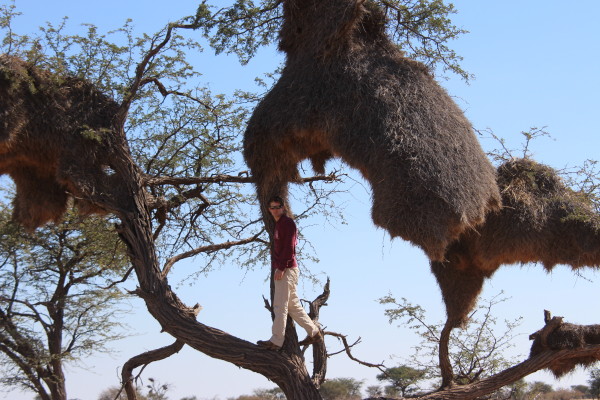 非洲纳米比亚半干旱平原上的世界最大鸟巢