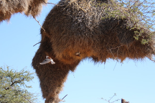 非洲纳米比亚半干旱平原上的世界最大鸟巢