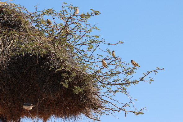 非洲纳米比亚半干旱平原上的世界最大鸟巢