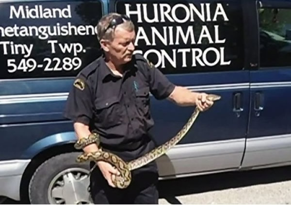 加拿大安大略省一户人家最近常听到怪声 原来是条大蟒蛇作怪