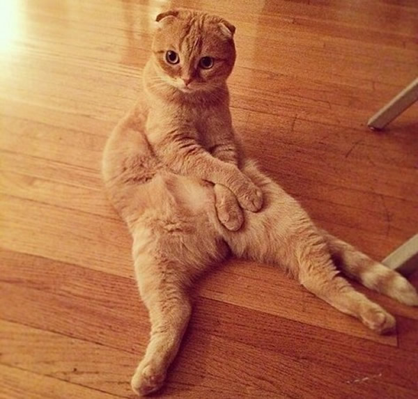 美国洛杉矶的苏格兰摺耳猫Shrampton因独特的坐姿爆红