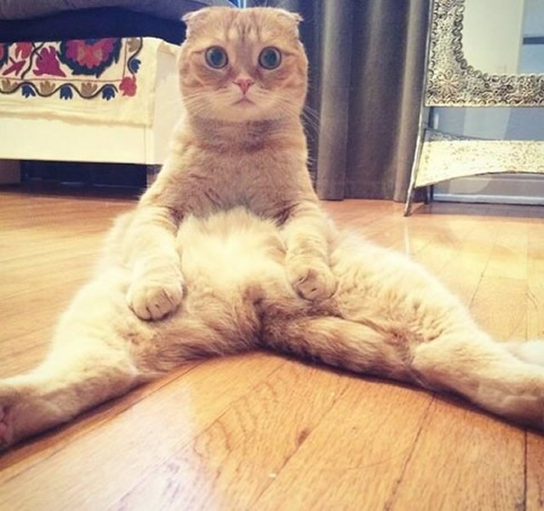 美国洛杉矶的苏格兰摺耳猫Shrampton因独特的坐姿爆红