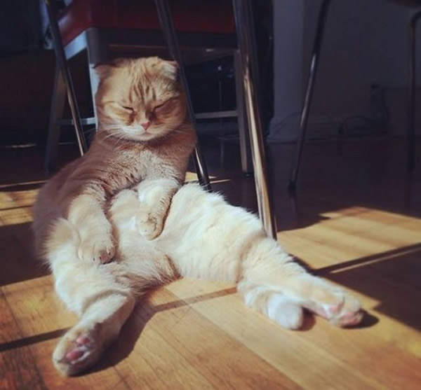 美国洛杉矶的苏格兰摺耳猫Shrampton因独特的坐姿爆红