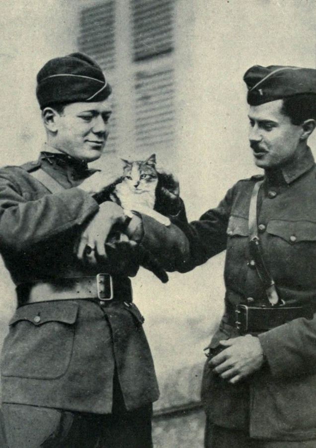 美国第二军(the U.S. 2nd Army Corps)军官和他们在Le Cateau-Cambrésis废墟里找到的猫。