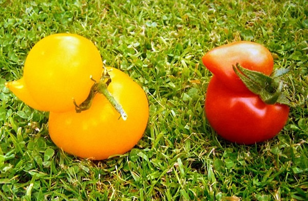 Ӣ�����ҳ���С��Ѽ��ԭ����Ȼ��ެ��