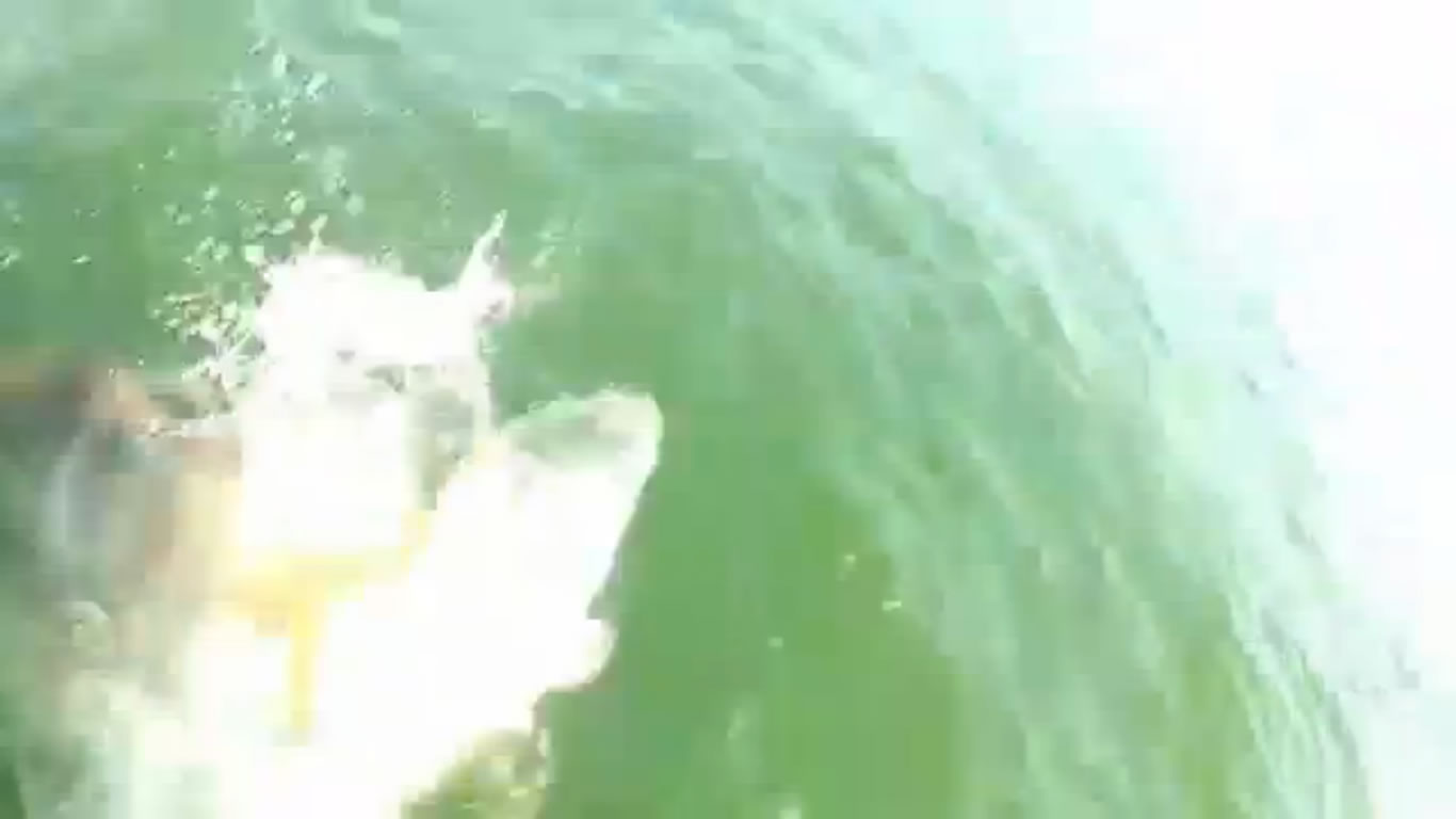 美国男子在海里钓上的鲨鱼被巨大怪鱼一口吞下