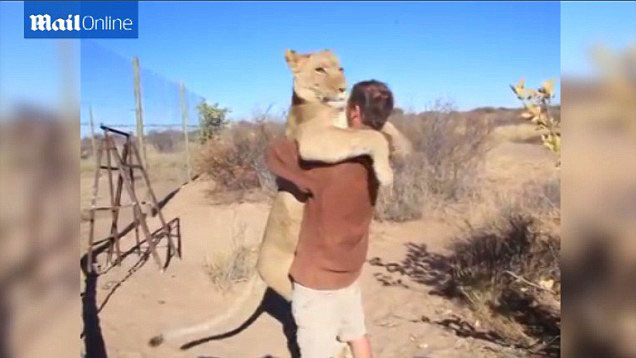 非洲博茨瓦纳一只雌狮一见到抚养者就热情地扑上去拥抱