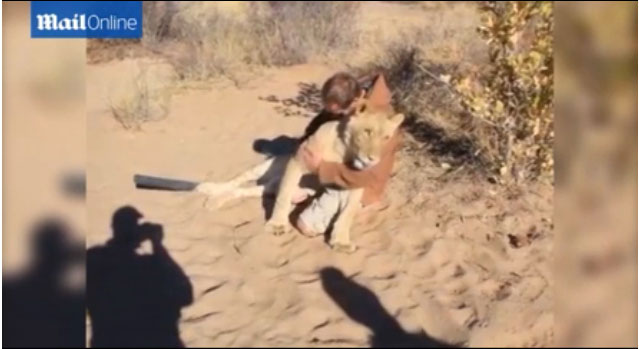 非洲博茨瓦纳一只雌狮一见到抚养者就热情地扑上去拥抱