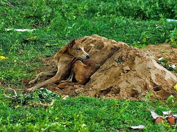 忠犬的故事:印度青年死于车祸 爱犬不吃不喝守护坟墓