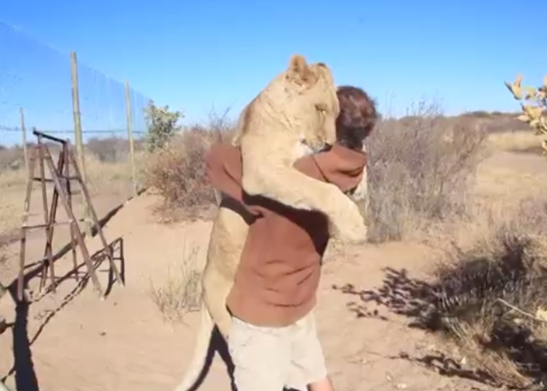 非洲博茨瓦纳一只母狮子看到保育员会撒娇