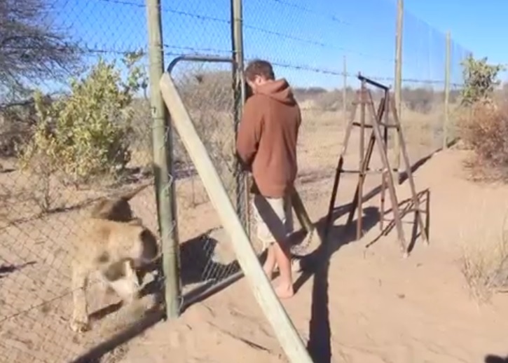 斯尔加等待格吕纳打开狮笼时不断来回踱步,焦急万分。