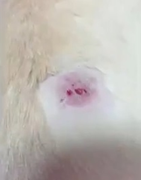 �ձ�9�������������ർäȮ��Ϯ���� ��ɧ�����˲�������