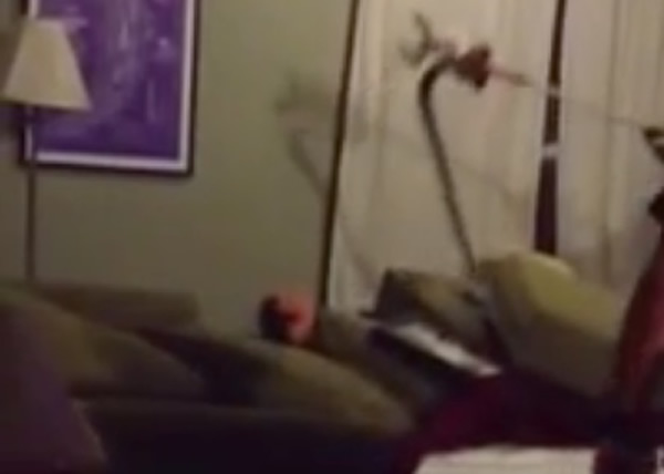 加拿大一居民家中怀疑闹鬼 报警抓出大蟒蛇