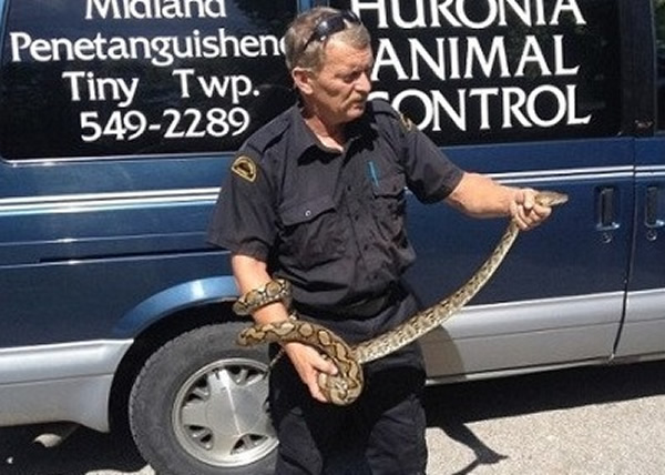 加拿大一居民家中怀疑闹鬼 报警抓出大蟒蛇