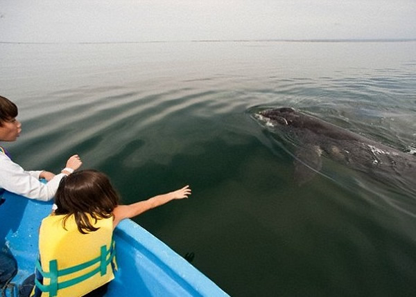 不少动物爱好者都希望能近距离观赏鲸鱼和海豚