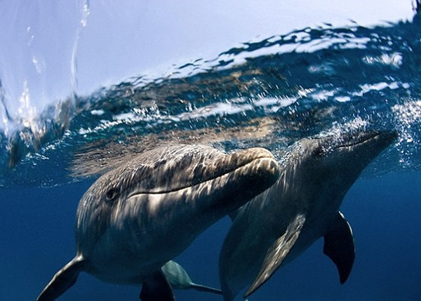 专家建议制定观赏船与海洋生物的最短距离