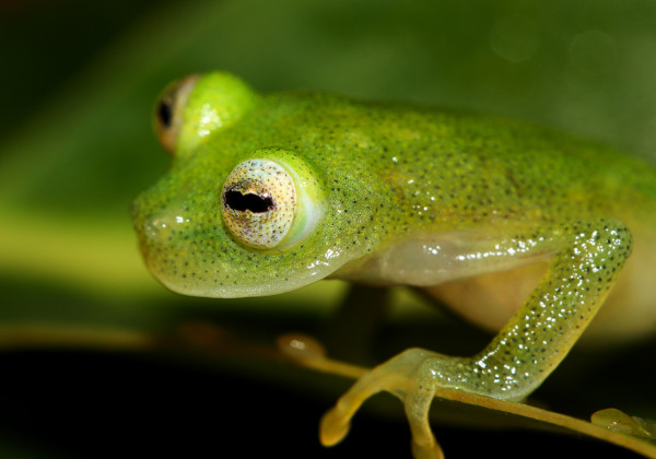 研究员发现,Hyalinobatrachium anachoretus 生活在比同科的其他青蛙更高的山区。摄影:Evan Tworney