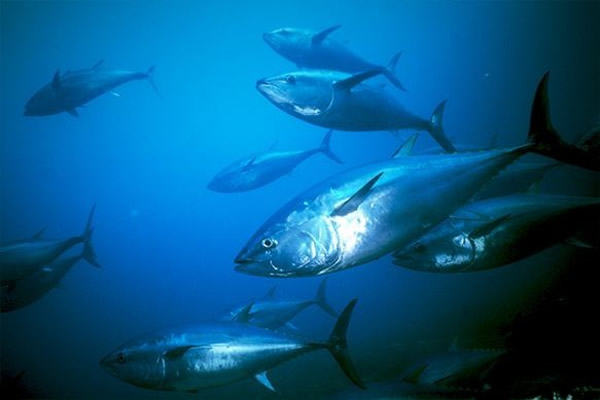 ������̫ƽ����ҵίԱ��(WCPFC)�����������������������㲶���᰸