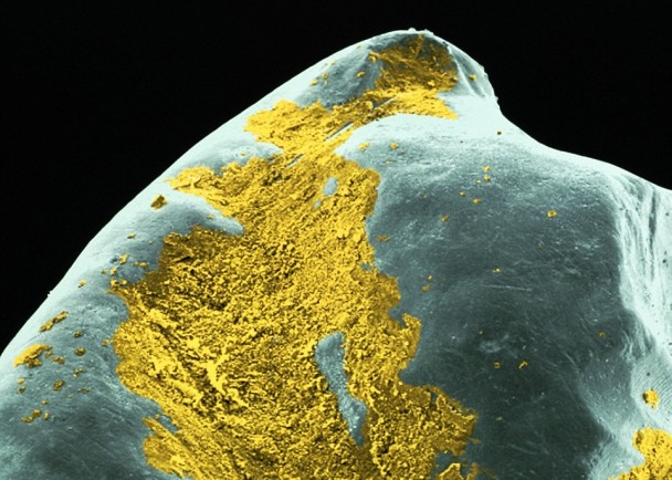 ���ɫ��ϸ����һ������������ϡ�