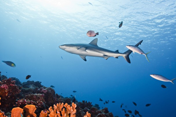 ̫ƽ�󵺹����𱣻���������γɹ�