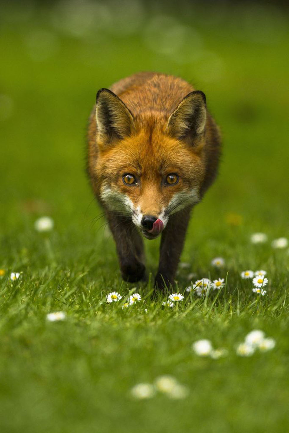 图为一只狐狸在徘徊。该作品摄于伦敦南部,获12-18岁组一等奖。(作者:Joshua Burcha)