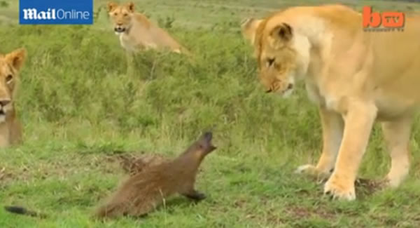 �����ǲ�ԭһֻ�B����4ֻʨ�Ӻ�ȫ������