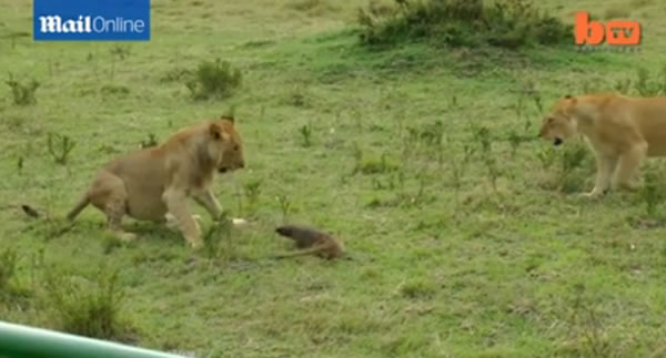 �����ǲ�ԭһֻ�B����4ֻʨ�Ӻ�ȫ������