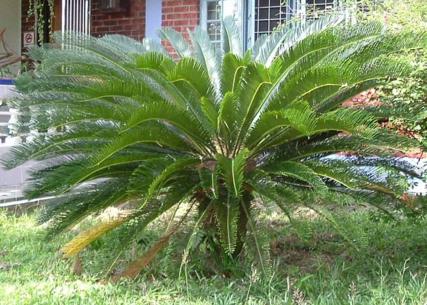 ����ĿΪȫ������ϵ�����ֲ��