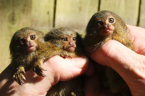 Ӣ�����Ŀ�����԰����٪���޺�3��̥