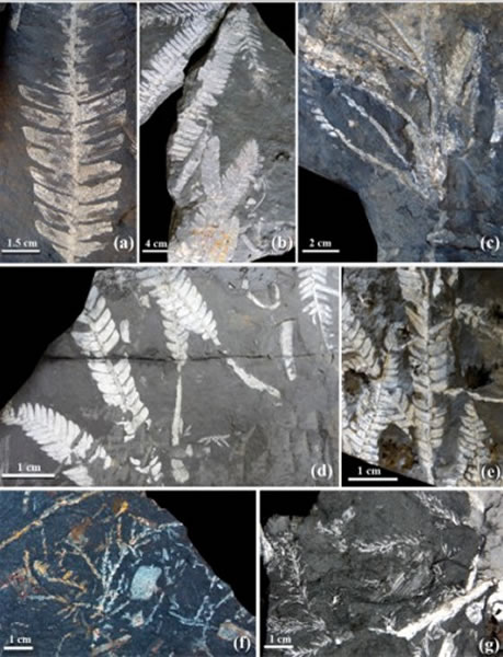 深圳早侏罗世苏铁类和松柏类植物化石
