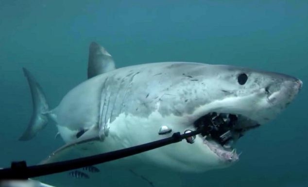 ����������躣�׳���������Ӱʦ�������