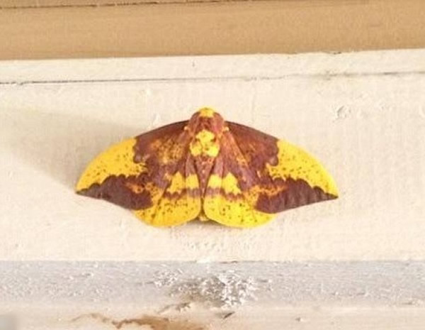 美国德州帝蛾背部发现疑似耶稣像的图案