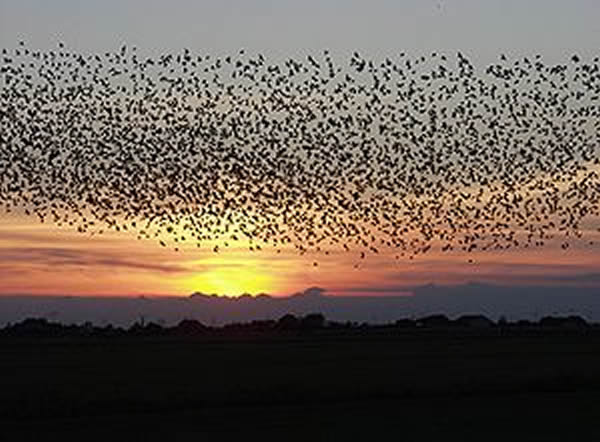 �����Է�ɢģ�������˸������·���